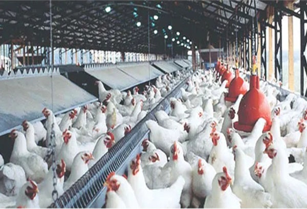 Laying hen farming should highlight 