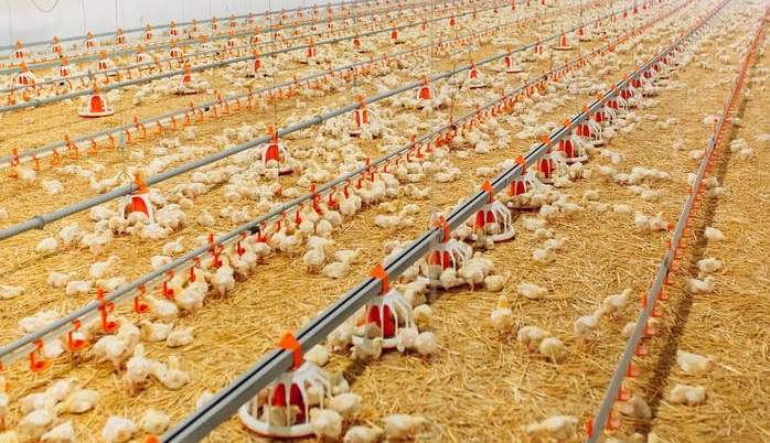 Refinement management of broilers