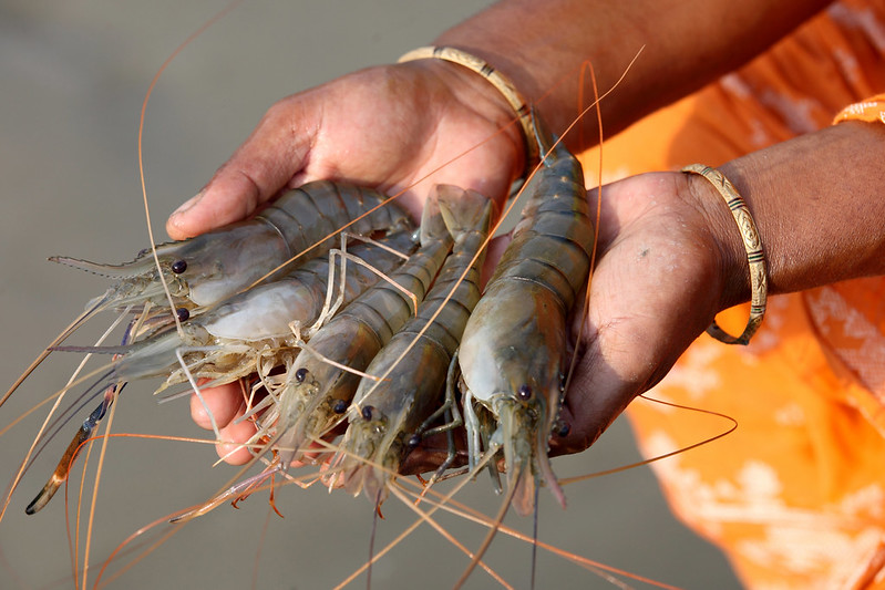 Shrimp farming management