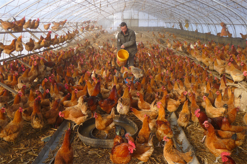 Breeding technology of laying hens