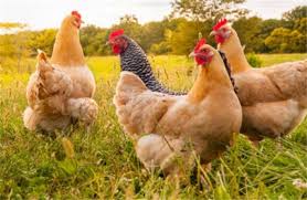 Comprehensive prevention of chicken disease