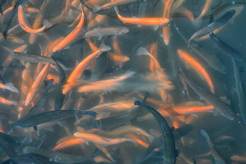 Cost of starting a fish farm