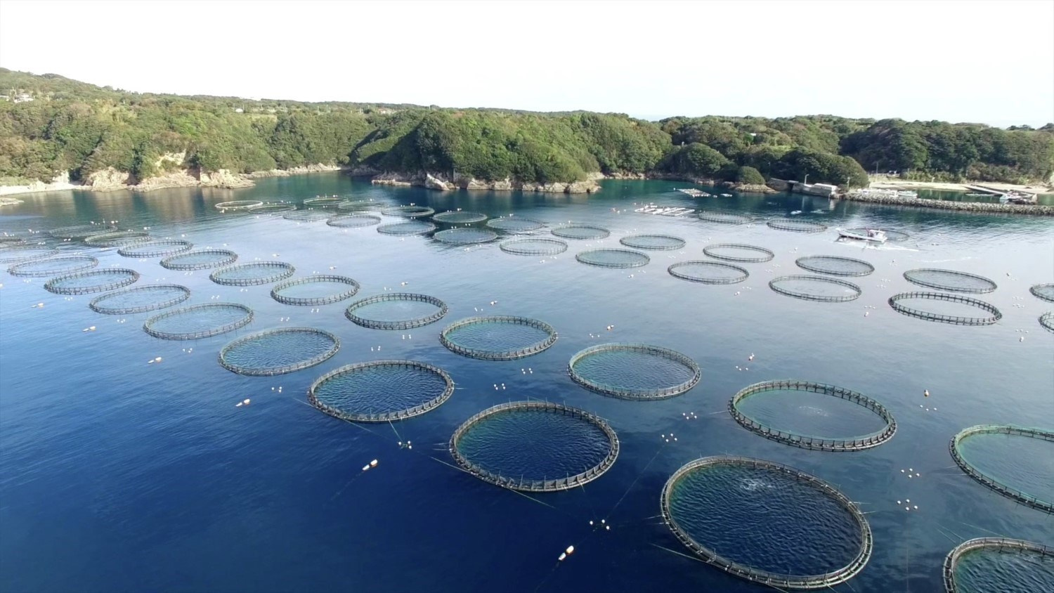 Create and succeed a fish farming business