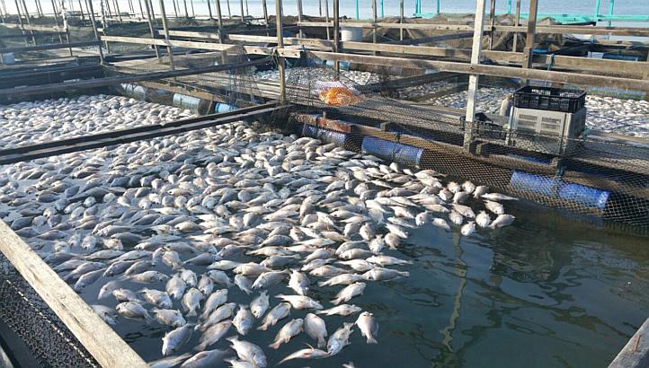 How to start fish farming business in Kenya?