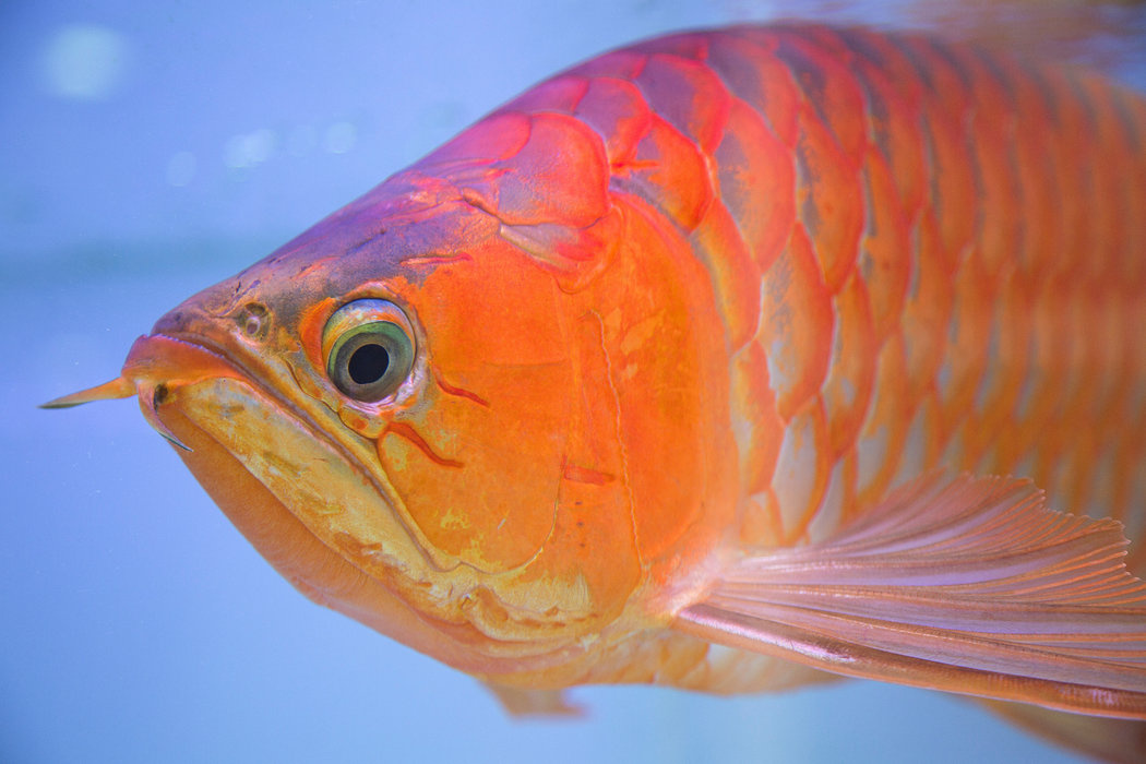 How can I keep and care for the goldfish? 