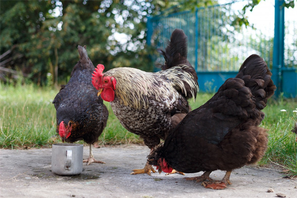 Avoid 10 misunderstandings when raising laying hens