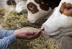 Cattle feed about the production processing