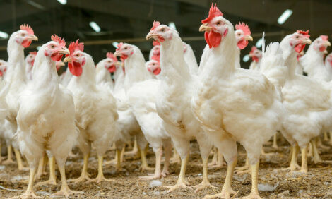 Fast fattening and feeding method for broilers