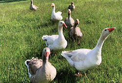 Fast fattening method for raising goose