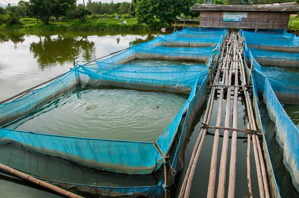 Feeding methods for catfish farming-Feeding Strategy