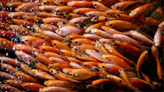 Fish Feed Pellet Line