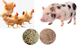 Chicken Feed Pellet Line