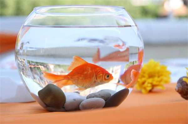 Goldfish Tank Size Guide