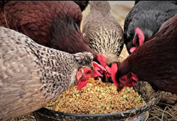 Raw materials and addition ratio of chicken grain feed
