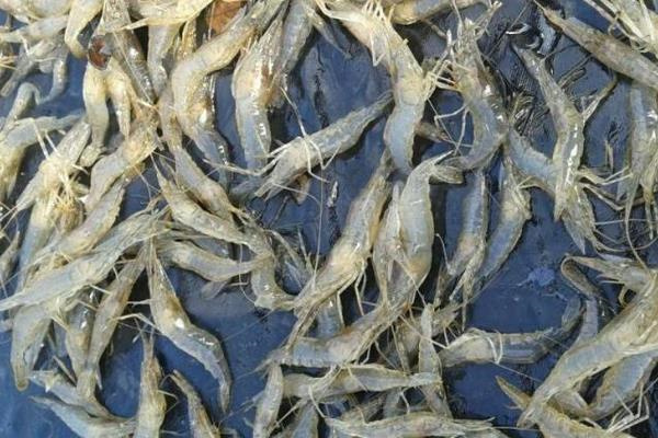 Start shrimp farming at home-rising shrimp indoor