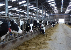 The basic conditions that should be available for feeding cows