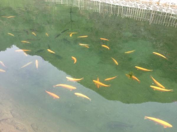 The basic method that fish fry farm management can use