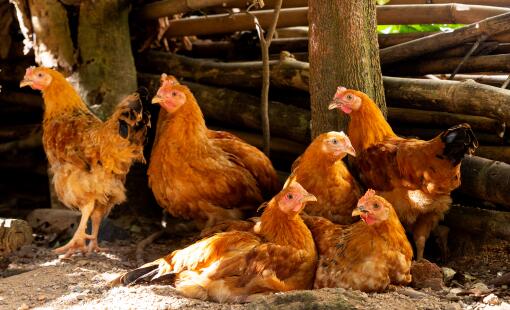 The role of water in chicken feed nutrition