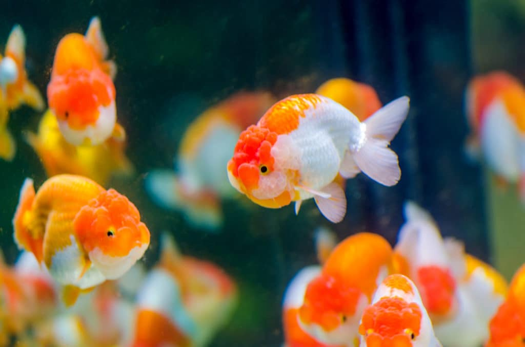 How to choose best food for goldfish? 