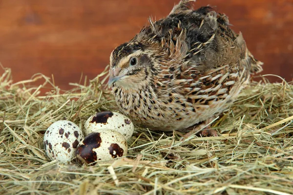 How to increase egg production of quail