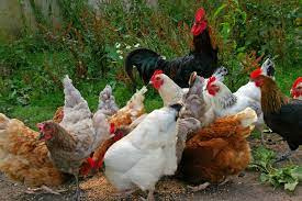 Performance of poultry poisoning caused by excessive heavy metals 