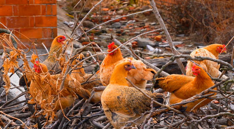 Why did the feed intake of broilers decrease in high temperature days?